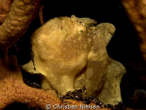 Little white Frogfish.
One of my favourite encounters.
... by Christian Nielsen 